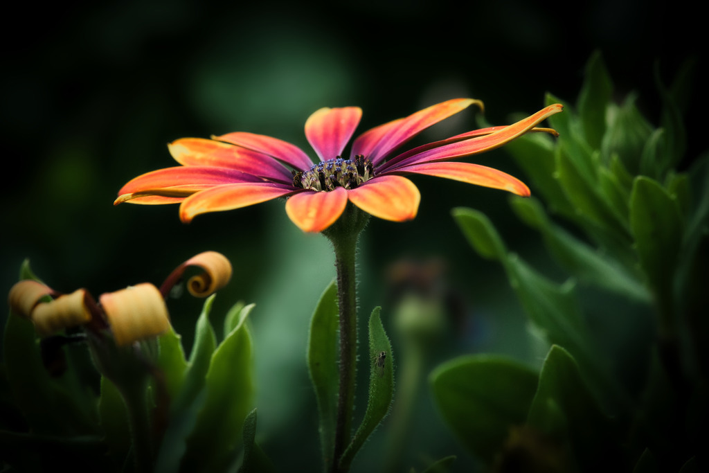 DSC03504 | die schönsten Bilder aus Wald und Wiese, sowie Streifzüge durch den Garten mit der gesamten Blumen & Insektenwelt.   - Realisiert mit Pictrs.com