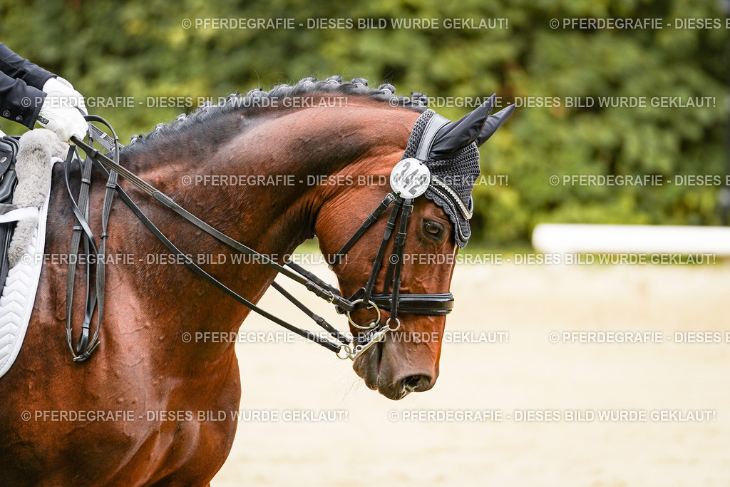 DSC01765 | Pferdegrafie