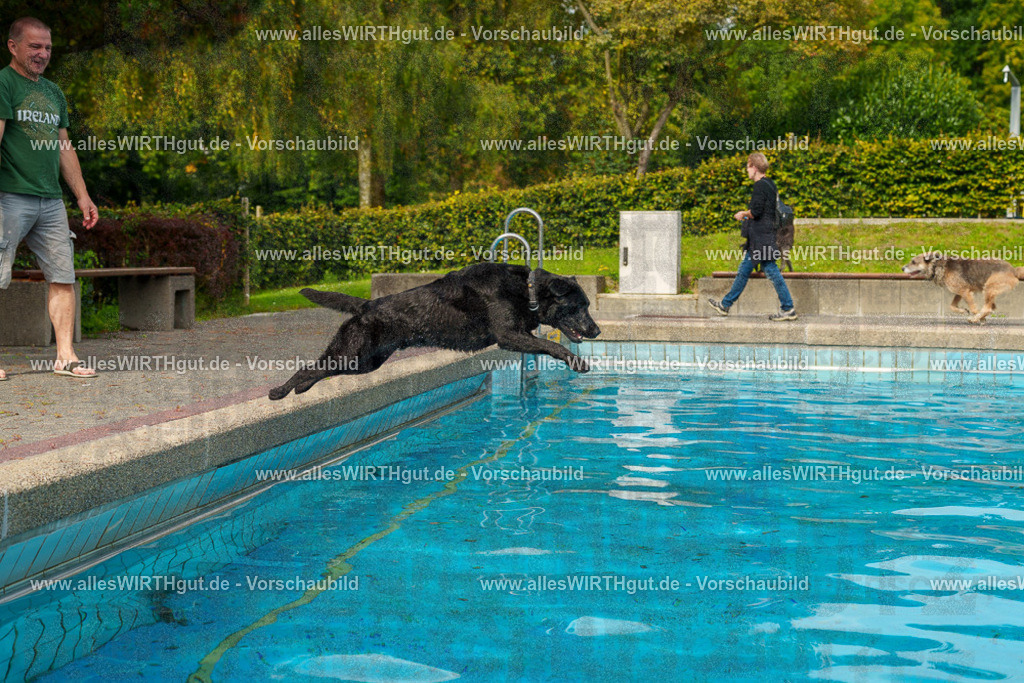 Hundeschwimmen_Grefrath_2026-allesWIRTHgut_Tierfotografie-11_28-7R503299 | Professionelle Tierfotografie in Mönchengladbach von Daniel Wirth (allesWIRTHgut). Liebevolle & natürliche Bilder von Hunden & Katzen für unvergessliche Erinnerungen.