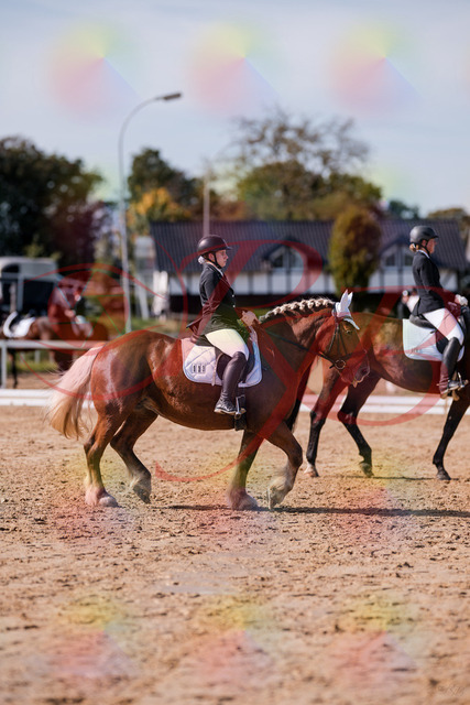 2026_10_03_Siefer-Hof_130138_Z81_53627503 | Professionelle Reitsport-, Turnier- und Eventfotografie von Robert Broda. Galerien mit ausgewählten und bearbeiteten Bildern direkt online ansehen und bestellen.