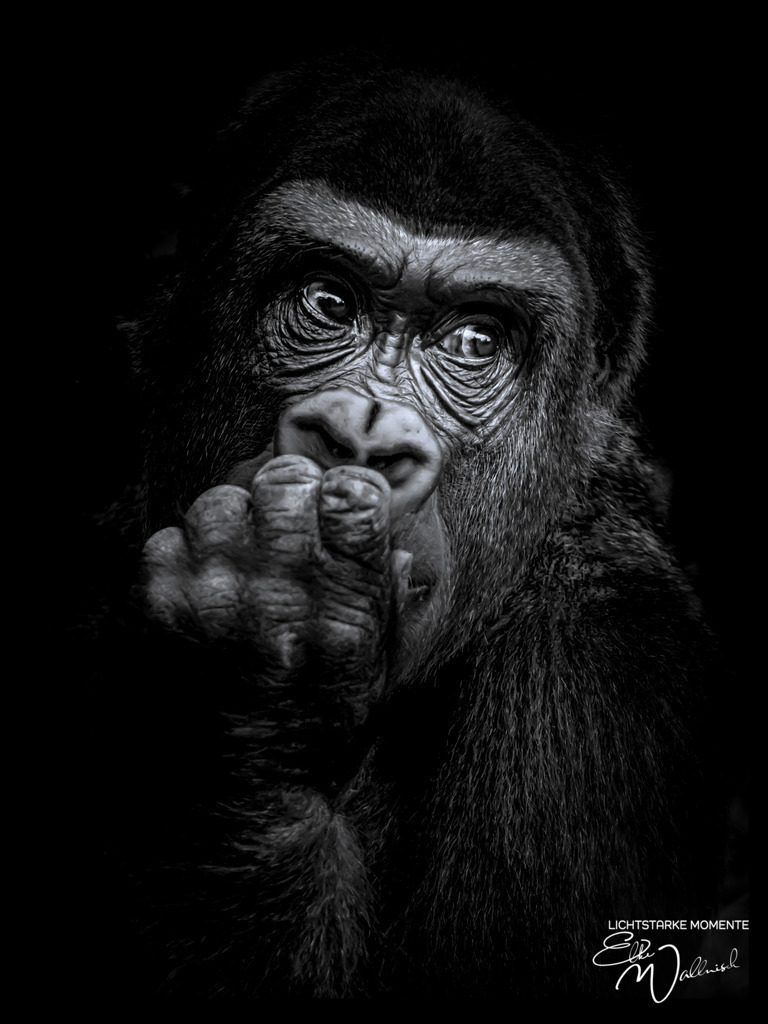 20230805-174601 HEIDELBERG - Zoo _208-2 | Herzlich willkommen auf meiner Seite! Ich bin Elke Wallnisch, Deine Fotografin für lichtstarke Momente. Der Name steht für alles, was mich mit der Fotografie verbindet: Das Licht und seine machtvolle Wirkung auf eine Situation oder unsere Stimmung - Realisiert mit Pictrs.com