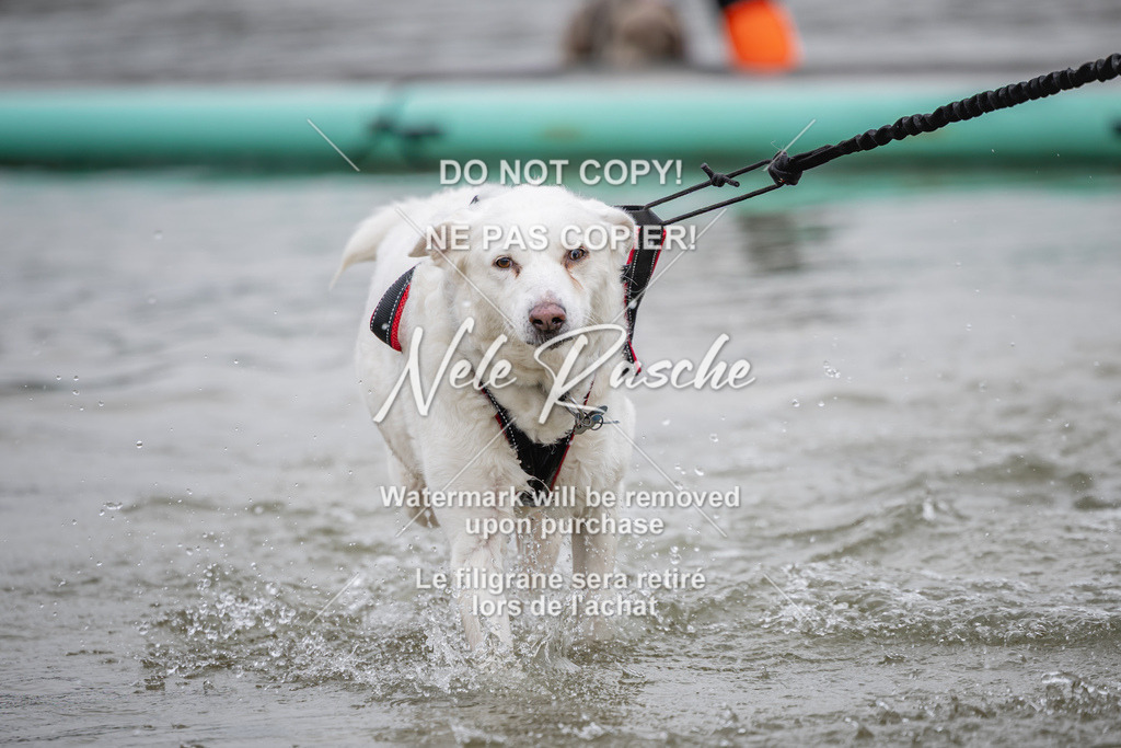 nelerasche_Hulsbeek_Sa1330-1430_97 | nelerasche