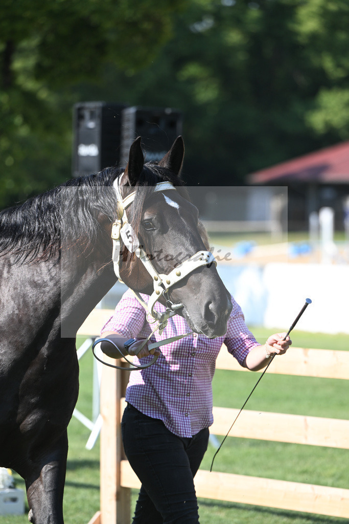 Kat-Nr. 5 Belina_Lichtenegger_20230055 | hf-fotografie - Realisiert mit Pictrs.com