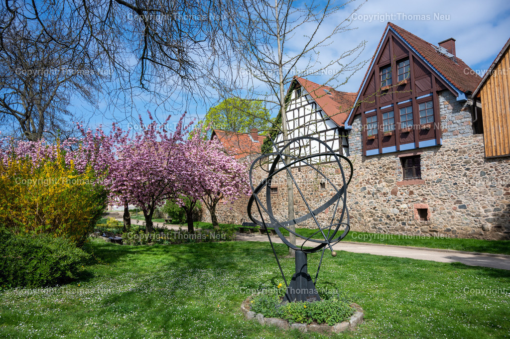 zwingenberg-stadtpark-bergstrasse-fruehling-altstadt-kirschbluete-hessen-Fotografie-Thomas-Neu-17 | Zwingenberg an der hessichen Bergstraße ist die älteste Stadt an der Bergstraße, mit einer wunderschönen Altstadt mit zahlreichen Fachwerkhäusern liegt unterhalb des Melibokus,hier im Frühling wenn im Stadtpark zahlreiche Bäume und Sträücher blühen und einen besondern Zauber ausüben,  Das Motiv vermittelt die ruhige, idyllische Atmosphäre der Region und ist ideal als Wandbild für Wohnräume, Büros oder Praxen geeignet. Bild: Thomas Neu