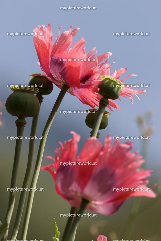 Schlafmohn-014 | Das Bilderarchiv über Tiere, Planzen und Landschaften. In der Bilddatenbank finden Sie ein große Auswahl an hochwertigen Bilder für Ihre Werbung - Realized with Pictrs.com