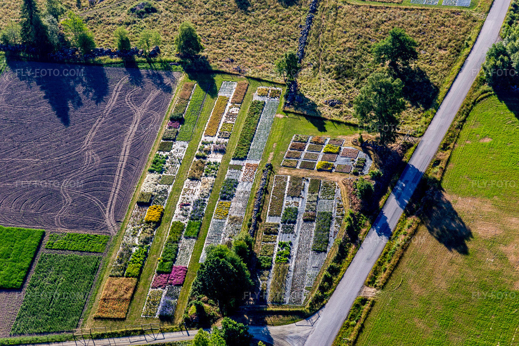 Aerial view: Colorful rows of flower beds in a field for the cultivation of flowers of Pratensis AB in Lönashult in the state Kronobergs län, Sweden. – Photo: IMG_108123.jpg taken on 06/28/2018 by Werner Riehm/FLY-FOTO.com – Resolution of the original: 5472 x 3648 px
