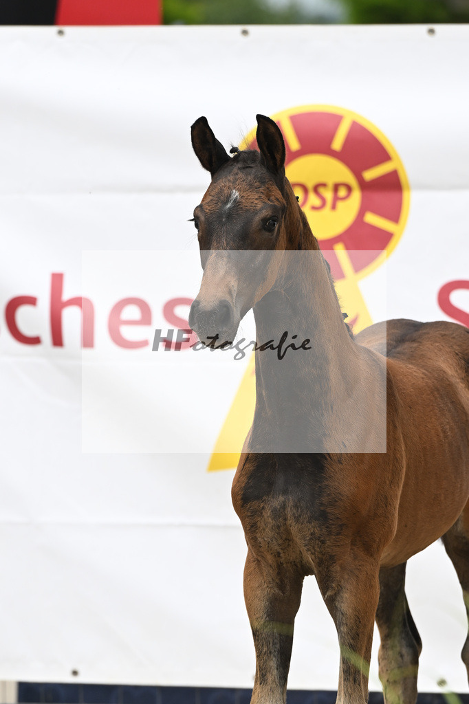 St. Emilion x Zoom_SF_Braig u Meyer_12250606 | hf-fotografie - Realisiert mit Pictrs.com