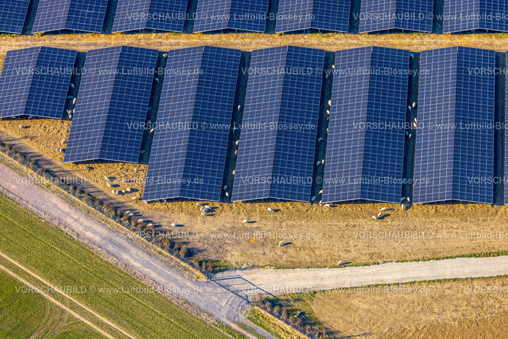 Soest250306321 | Luftbild, Solarpark Photovoltaikanlage Sternweg, grasende Schafe, Hattrop, Soest, Soester Börde, Nordrhein-Westfalen, Deutschland