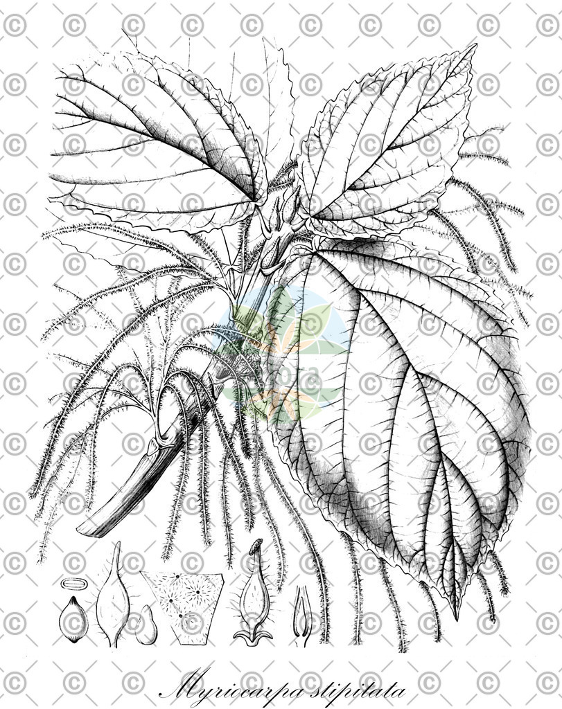 HistAbb_7PL9L_1_ENZY_Simple | Historische Abbildung von Myriocarpa stipitata - Urticaceae | Historical Illustration of Myriocarpa stipitata - Urticaceae