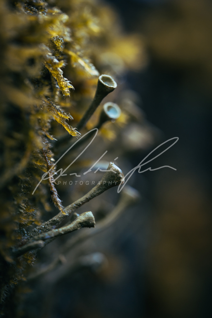 DSC07473 | Photograuer - Realisiert mit Pictrs.com