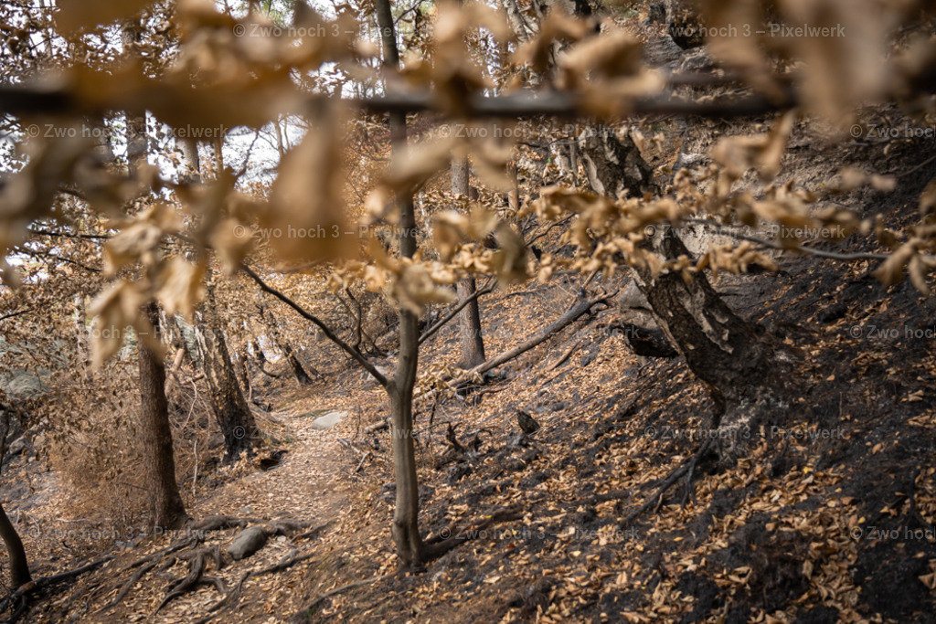 Obere_Affensteinpromenade_Waldweg_Waldbrand_Laub_Unschaerfe | 2022-09-02_Waldbrandgebiete_2 - Realisiert mit Pictrs.com