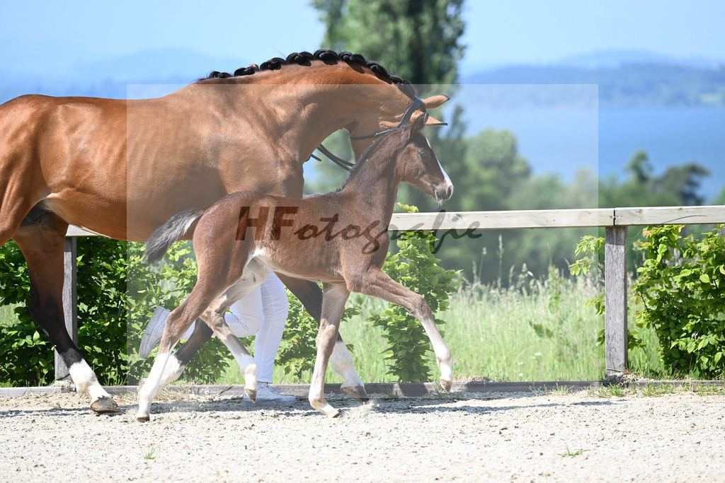 Kat-Nr. 12 SF Dimaggio Black_Sax_15230133 | hf-fotografie - Realizzato con Pictrs.com