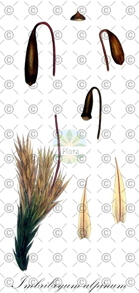 HistAbb_wfo-1000018804_1_ENZY_Simple | Historische Abbildung von Imbribryum alpinum - Bryaceae | Historical Illustration of Imbribryum alpinum - Bryaceae