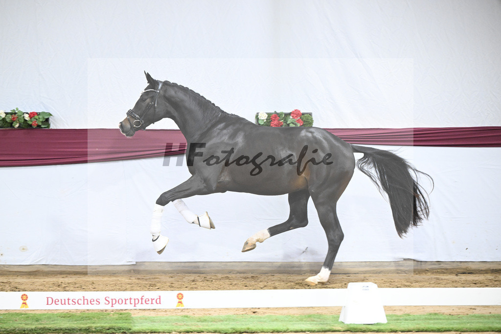 Kat-Nr. 106 Erste Sahne x Dimaggio_Gestuet Rickhof_47251802 | hf-fotografie - Realisiert mit Pictrs.com