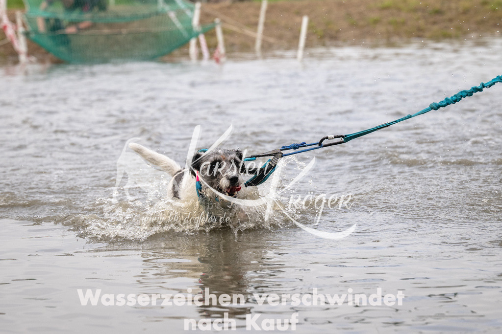 0916_ZZ94521 | kk-dogfotos
