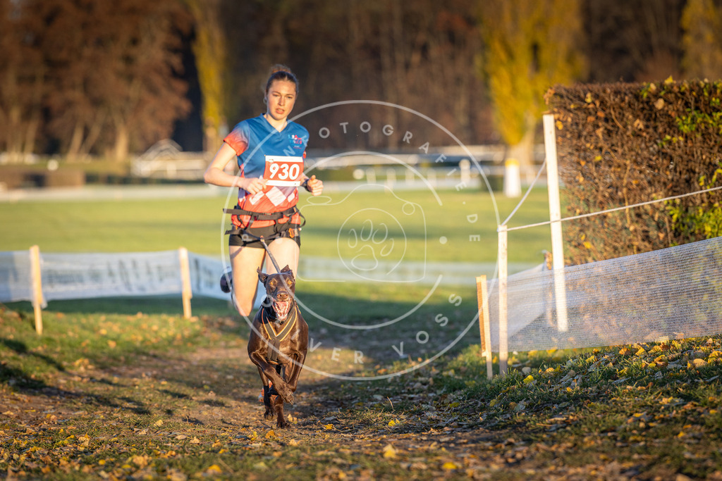 CaniXpix_DV3A5137 | Hundefotografie, Tierfotograf, Pfotenfotografie, Fotoshooting Hund, Hunde Portrait, Hundesport, Hundeportraits, Heideshooting, Hunde, Sportfotograf, Hundefotograf, Turnierhundsport, THS,  - Realisiert mit Pictrs.com