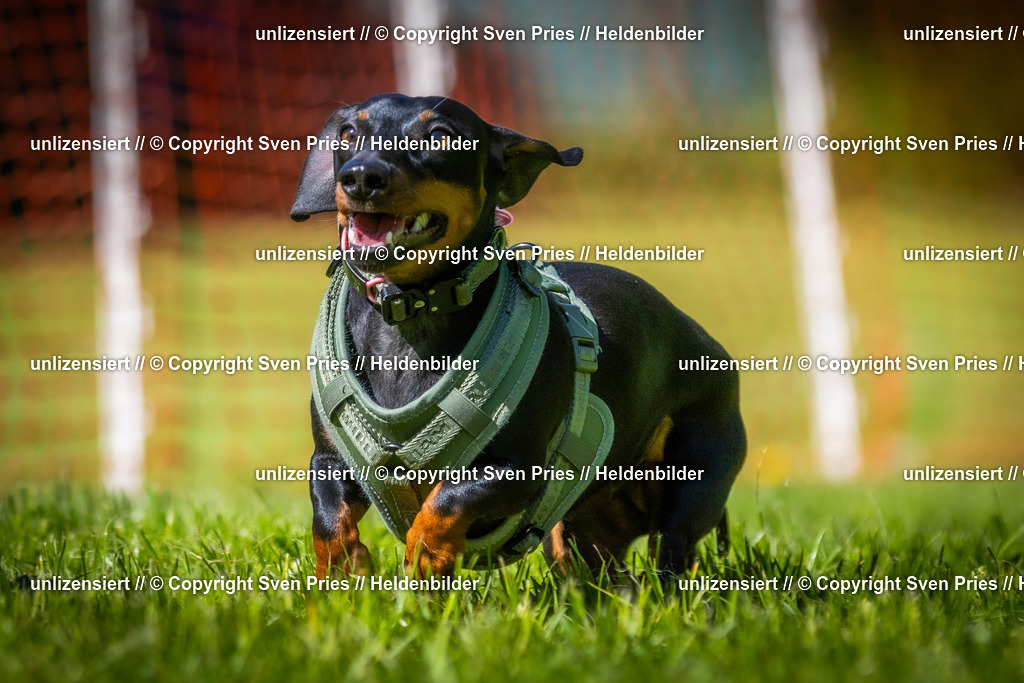 Hunderennen_April_2026_864 | 2026-04-26 - Hunderennen Baden-Oos April 2026 - Realisiert mit Pictrs.com