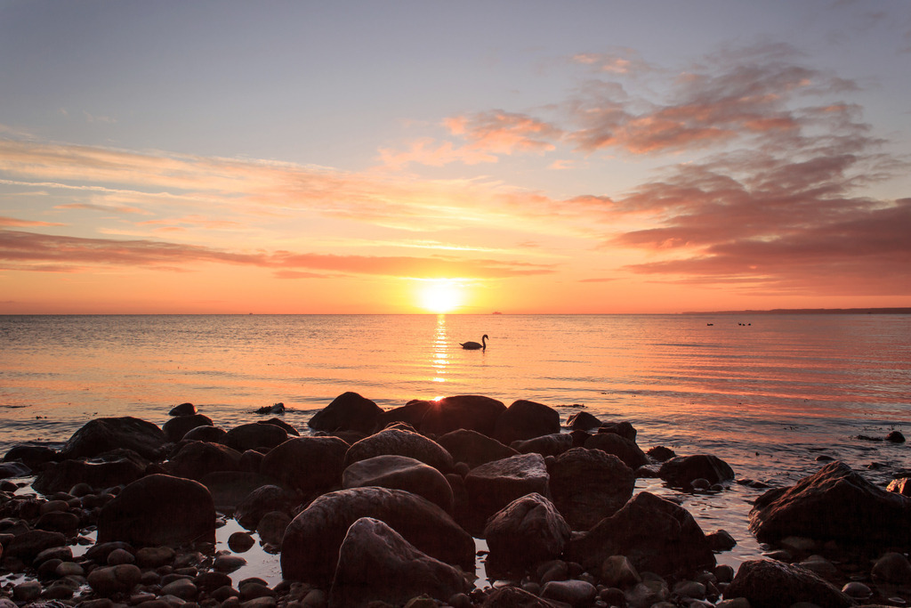 Wandbild: Schwan im malerischen Sonnenaufgang | Dieses Wandbild im Querformat zeigt einen malerischen Sonnenaufgang an der Ostsee. Im Vordergrund befinden sich größere Steine am im Uferbereich. In der Mitte des Bildes , im Gegenlicht der aufgehenden Sonne ist die Silhouette eines Schwans zu sehen.  - Realisiert mit Pictrs.com