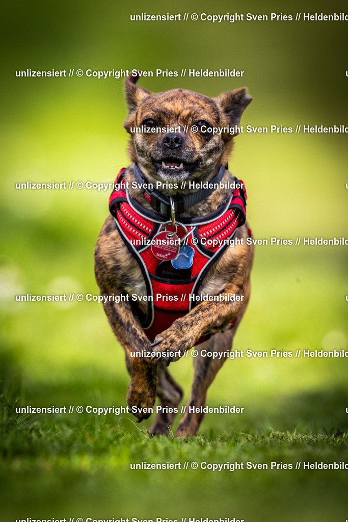 Sven Pries | 2025-04-13 - Hunderennen Baden-Baden - Realisiert mit Pictrs.com