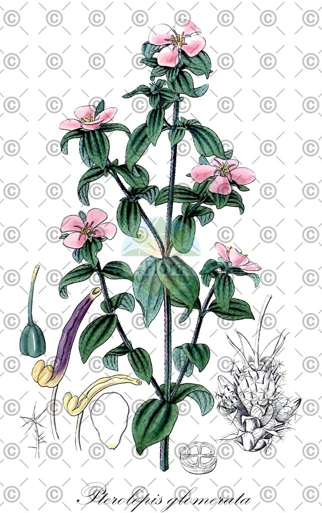 HistAbb_wfo-0000170624_2_ENZY_Simple | Historische Abbildung von Pterolepis glomerata - Melastomataceae | Historical Illustration of Pterolepis glomerata - Melastomataceae