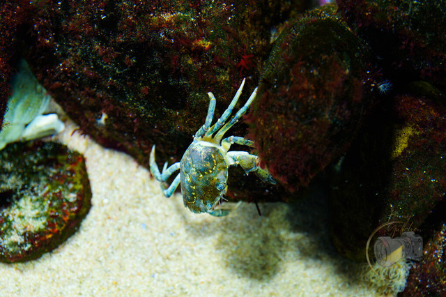 _DSC1355 | Shop für Prints Landschaftsfotografie Sächsische Schweiz Naturfotografie in Thüringen Fotos vom Findlingspark Nochten Kloster Sankt Marienstern Bilder Festung Königstein PanoramaRhododendronpark Kromlau FotogalerSchleswig-Holstein Küstenlandschaften