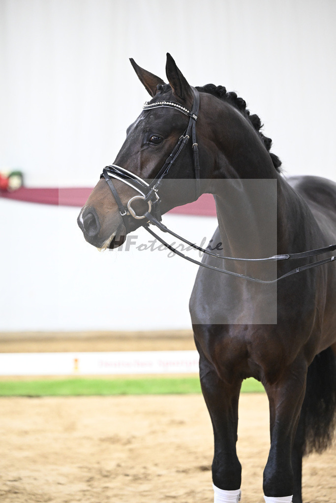 Kat-Nr. 114 Escaneno x Dr. Jackson D_Drews Reutalmuehle eGbR_47253628 | hf-fotografie - Realisiert mit Pictrs.com