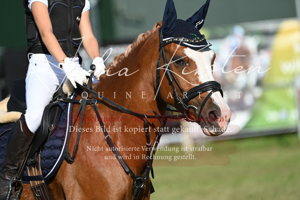 DSC_4949 | Pferde- und Turnierfotografie in Westsachsen. Pferdeportraits, Auftragszeichnungen und intuitive Kunst.