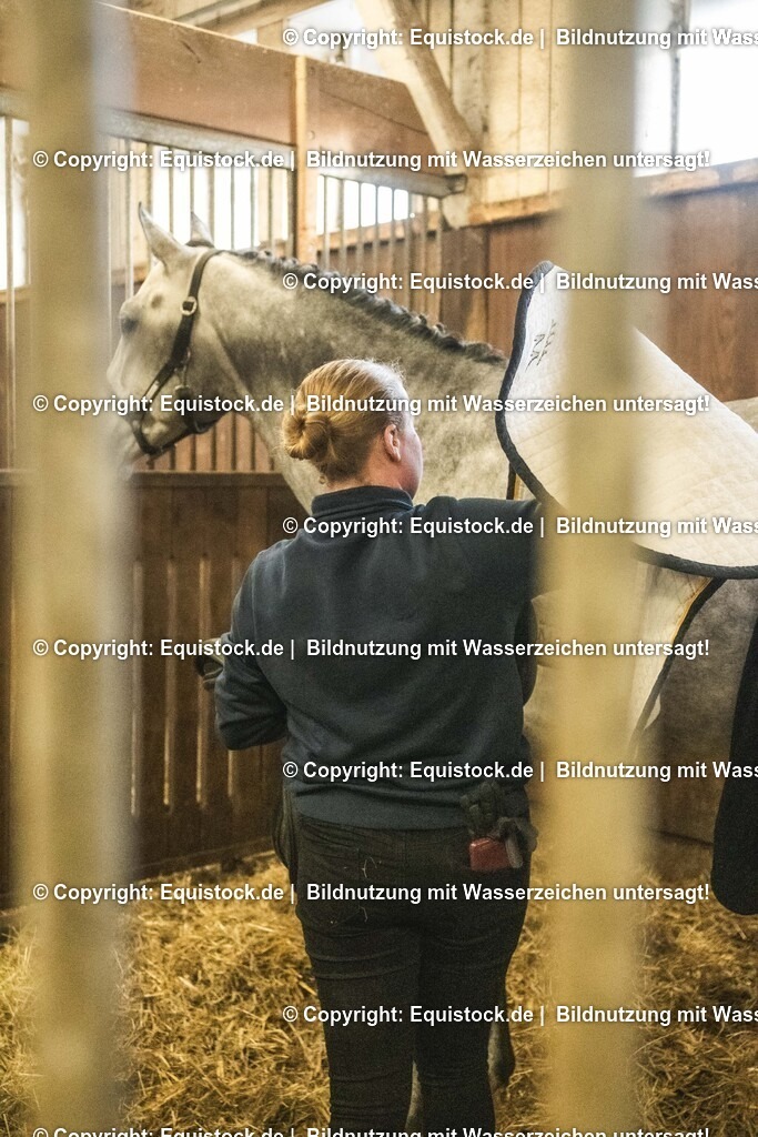 20240302_Hengstvorstellung_Marbach_TOMsPiC_0033 | equistock