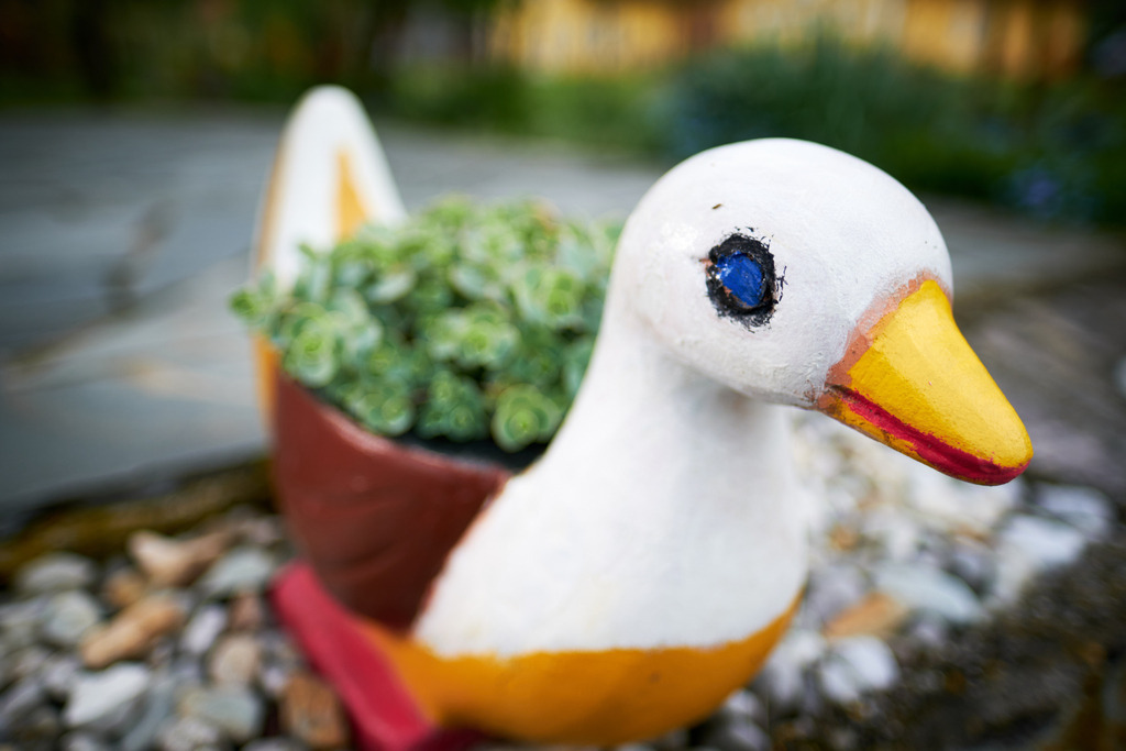 bemalte Ente mit Blumentrog im Garten | Austria - May 07, 2021: bemalte Ente mit Blumentrog im Garten. - Realisiert mit Pictrs.com