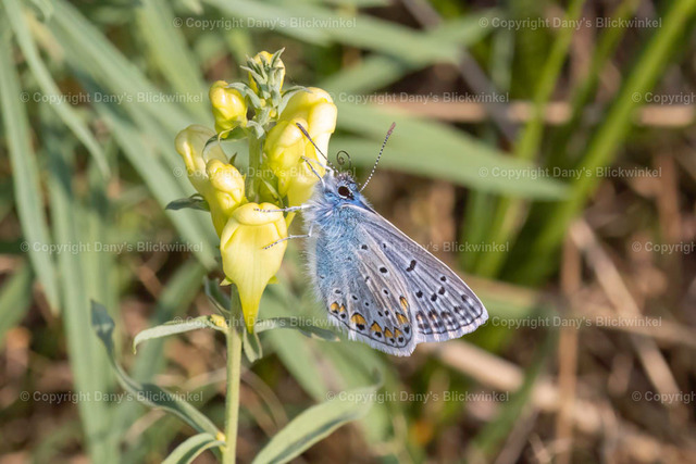 202025 | Tierfotografie, Tierkalender, Tierbilder, Insekten, Spinnen, Vögel, Schmetterling, Libellen, Leinwand, Colorkey, Qualität, Geschenkartikel, Geschenk - Realisiert mit Pictrs.com