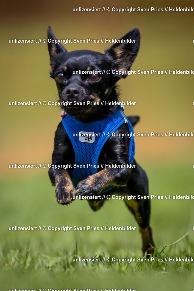 Sven Pries | 2024-04-21 - Hunderennen Baden-Oos
Foto: Sven Pries - Realisiert mit Pictrs.com