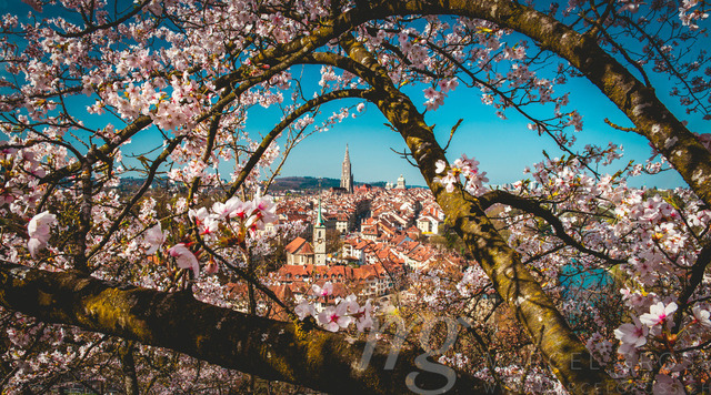 Kirschblüte über der Stadt Bern, Schweiz | naturally framed view on the city of Bern during the short period of the Bernese Sakura - Realisiert mit Pictrs.com
