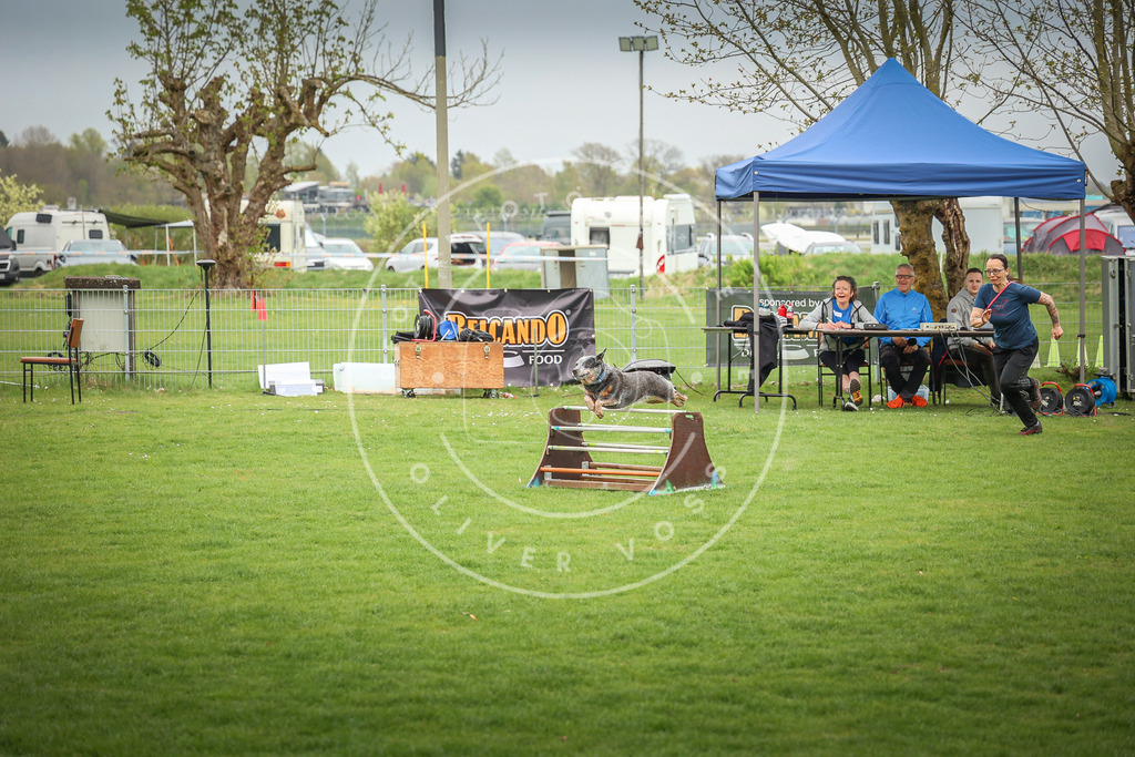 Pfotenfotografie_0L8A9609 | Hundefotografie, Tierfotograf, Pfotenfotografie, Fotoshooting Hund, Hunde Portrait, Hundesport, Hundeportraits, Heideshooting, Hunde, Sportfotograf, Hundefotograf, Turnierhundsport, THS,  - Realisiert mit Pictrs.com