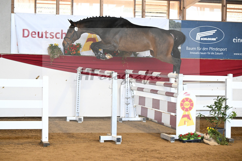 Kat-Nr. 34 Conthadero v. Conthargos_Schwuchow_16251074 | hf-fotografie - Realisiert mit Pictrs.com