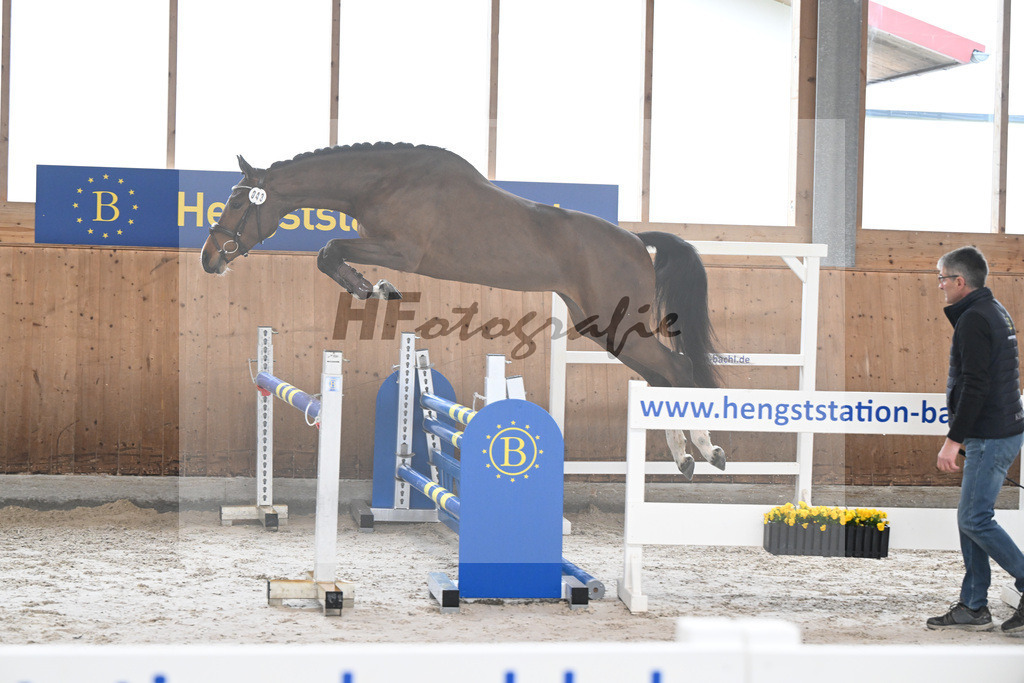 Kat-Nr. 43 Balous Lady v. Cornets Balou_Eder_14260011 | hf-fotografie - Realisiert mit Pictrs.com