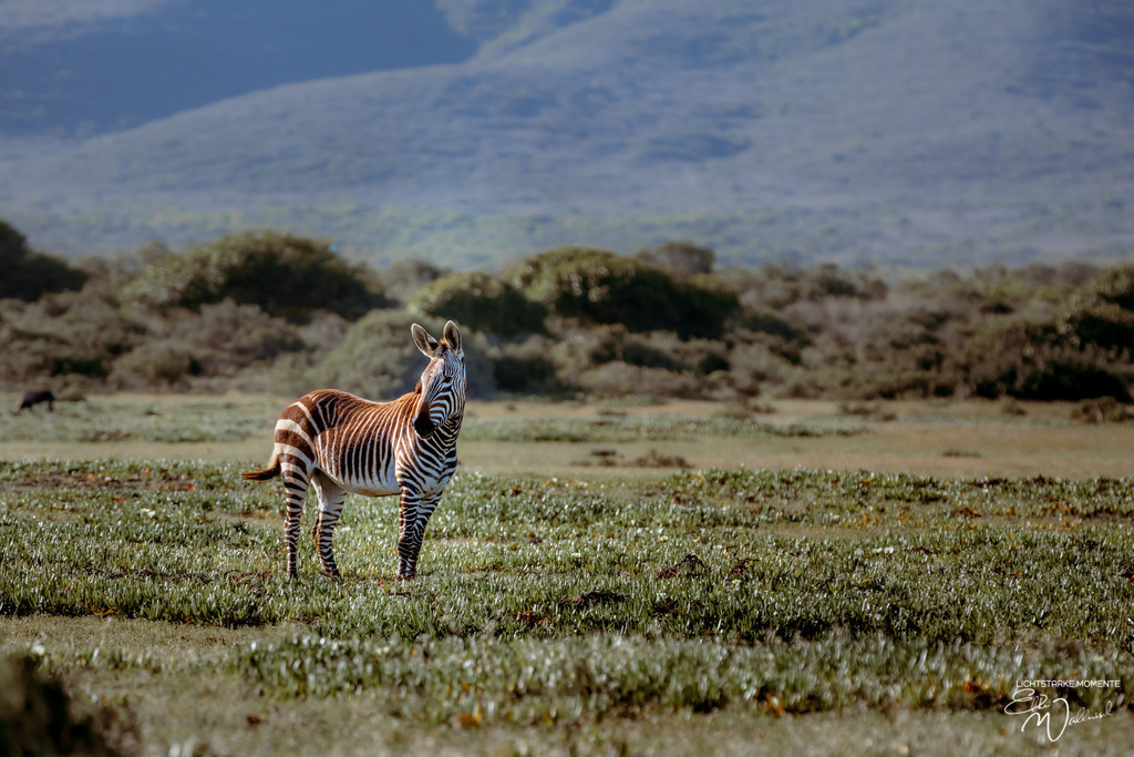 20231001-162942 SOUTHAFRIKA_-1 | Herzlich willkommen auf meiner Seite! Ich bin Elke Wallnisch, Deine Fotografin für lichtstarke Momente. Der Name steht für alles, was mich mit der Fotografie verbindet: Das Licht und seine machtvolle Wirkung auf eine Situation oder unsere Stimmung - Realisiert mit Pictrs.com