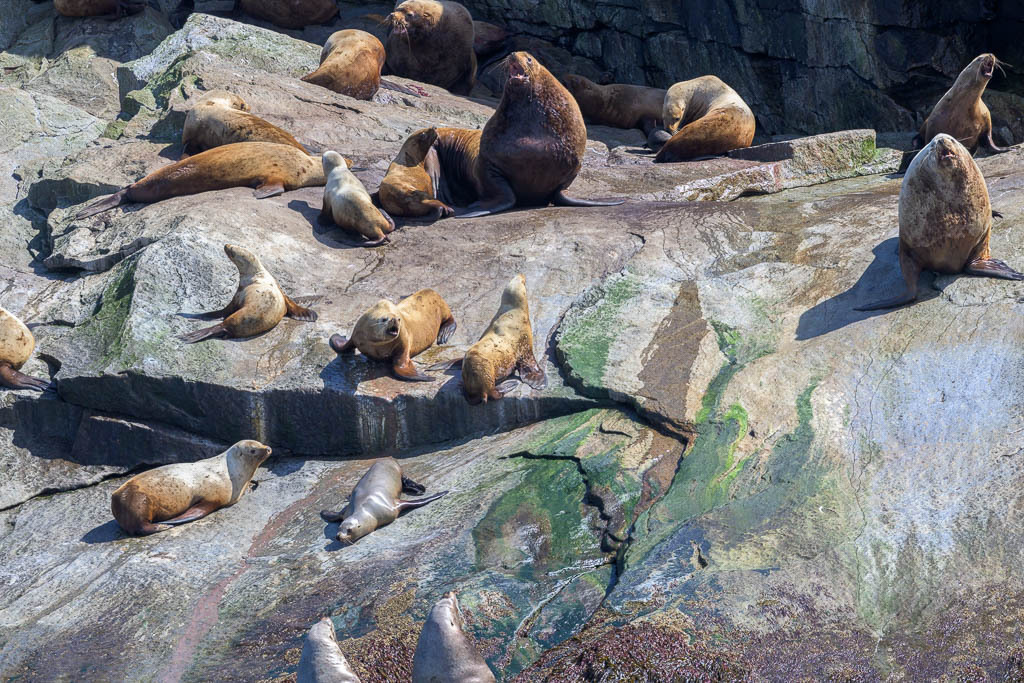 Alaska | Kenai Fjords National Park Cruise. - Realisiert mit Pictrs.com