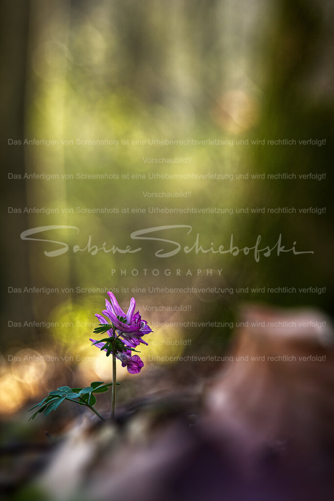 Sweet little Pinky | Ein purpur blühender Lerchensporn. Im Hindergrund ist ein lebhafter Wald mit grünem Bokeh zu erkennen. - Realisiert mit Pictrs.com