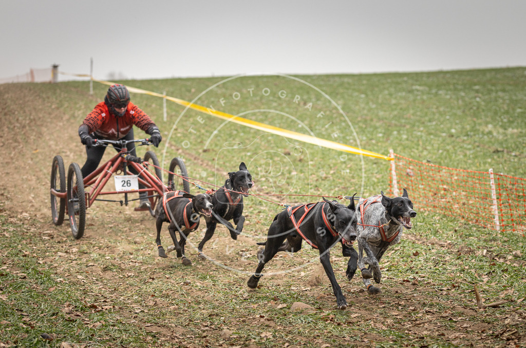 Pfotenfotografie_DV3A4403 | Hundefotografie, Tierfotograf, Pfotenfotografie, Fotoshooting Hund, Hunde Portrait, Hundesport, Hundeportraits, Heideshooting, Hunde, Sportfotograf, Hundefotograf, Turnierhundsport, THS,  - Realisiert mit Pictrs.com