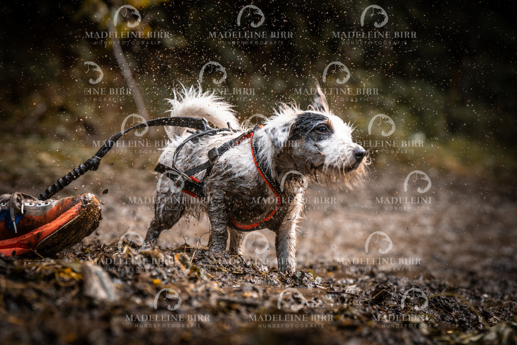 madeleinebirr-fotografie2025.campcanis.sa.15-16Uhr-176 | hundefotografie-birr