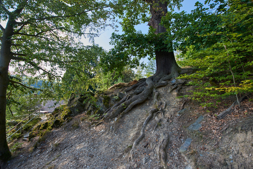Im NSG _Hartensteiner Wald_ 01 | Bedeutsame Landschaften Deutschlands - Realisiert mit Pictrs.com