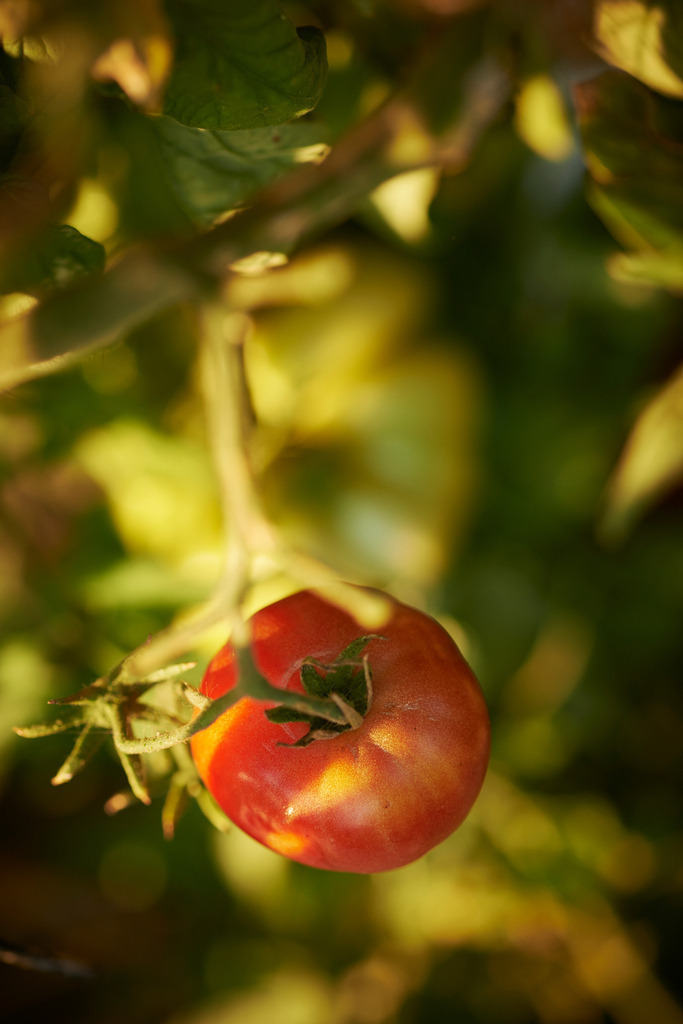 Rote Tomate | Austria - August 30, 2015: Rote Tomaten im Gewaechshaus. - Realisiert mit Pictrs.com
