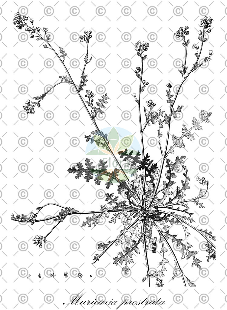 HistAbb_wfo-0000200108_1_ENZY_Simple | Historische Abbildung von Muricaria prostrata - Brassicaceae | Historical Illustration of Muricaria prostrata - Brassicaceae