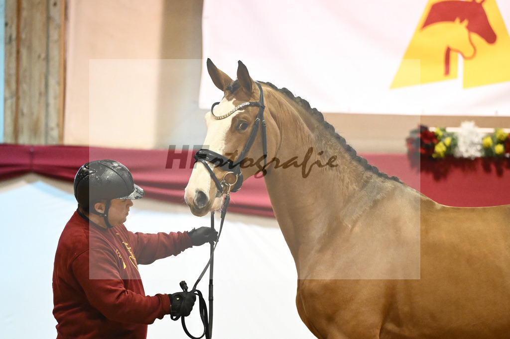 Kat-Nr. 20 Der Terminator RR x Balou du Rouet_Eichler_43231203 | hf-fotografie - Realisiert mit Pictrs.com