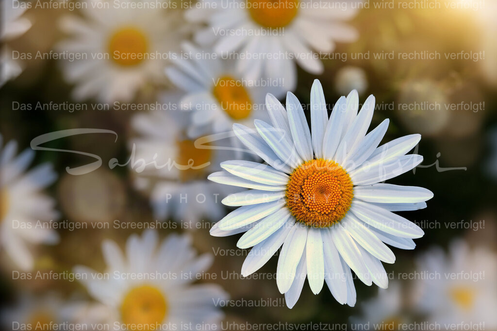 Wandbild Margeriten | People- und Tierfotografie, Imageaufnahmen, Veranstaltungsfotografie und Wandbilder aus der Natur ★ Made in Germany ✔️ Druck + Downloads ✔️ Naturfotografie in Top Qualität ★ schneller Versand, weltweite Lieferung! - Realisiert mit Pictrs.com