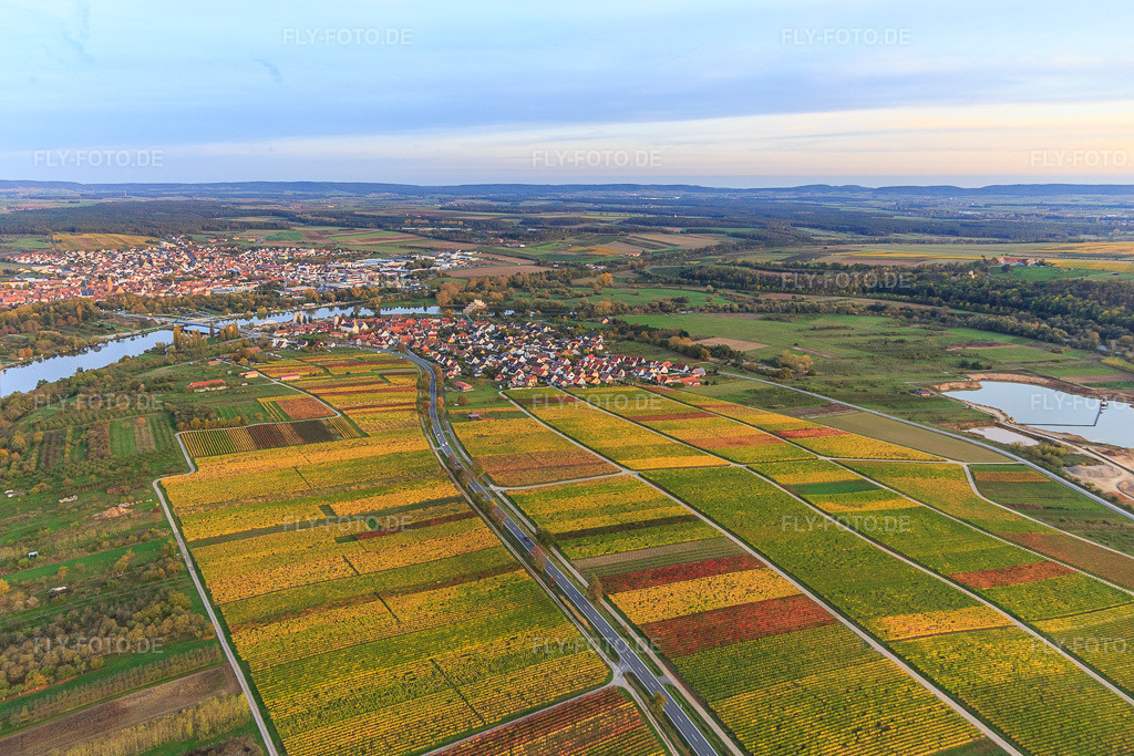 Luftbild: Dorfansicht mit Weinbergen in der Mainschleife aus Westen im Ortsteil Astheim in Volkach im Bundesland Bayern in Deutschland. Foto: IMG_119474.jpg vom 25.10.2019 durch Werner Riehm/FLY-FOTO.de