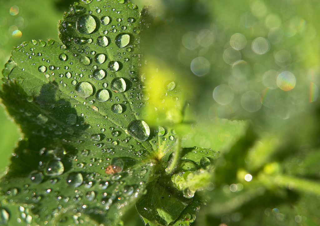 Frauenmantel-009  | Capturefile: G:\DCIM\110CANON\CRW_1089.CRW
CaptureSN: 430210602-1101089.094121
Software: Capture One DSLR 1.2 Limited Edition for Windows Trial
