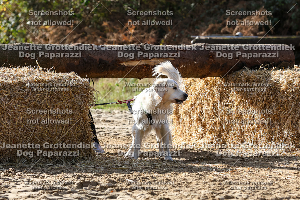 Dog Paparazzi - Strongdog 10-25-5953 | Dog Paparazzi Jeanette Grottendiek Fotografie & Videografie - Realisiert mit Pictrs.com