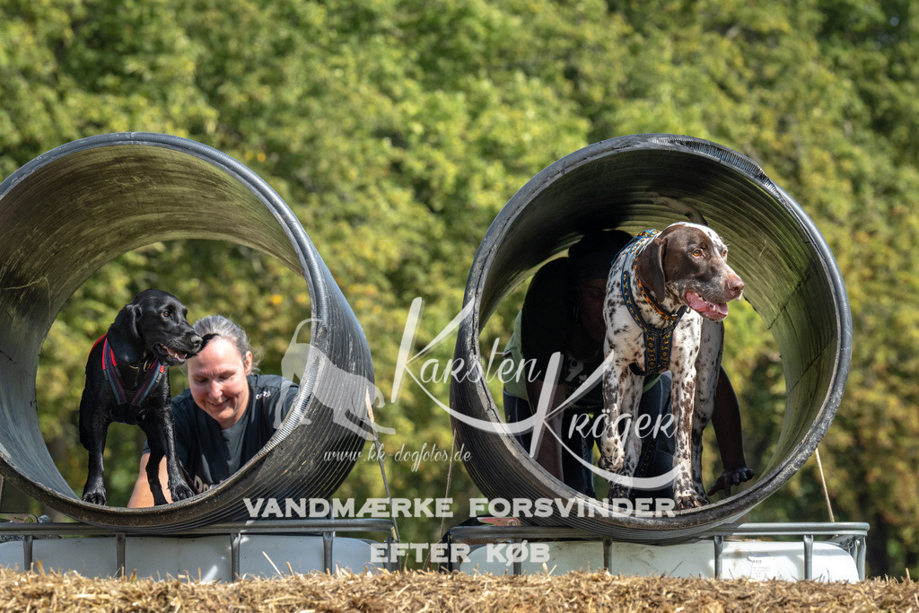 1310_ZZ92433 | kk-dogfotos