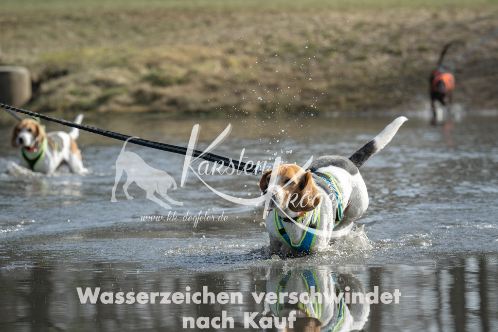 1246_ZZ91981 | kk-dogfotos